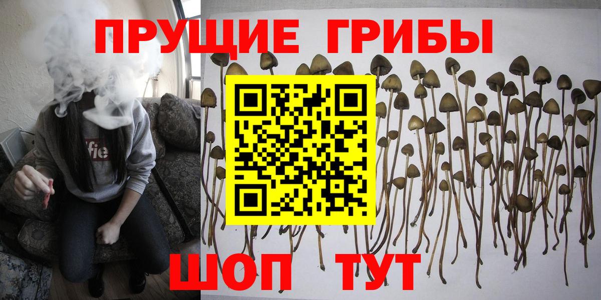 Псилоцибиновые грибы Psilocybine cubensis Донской
